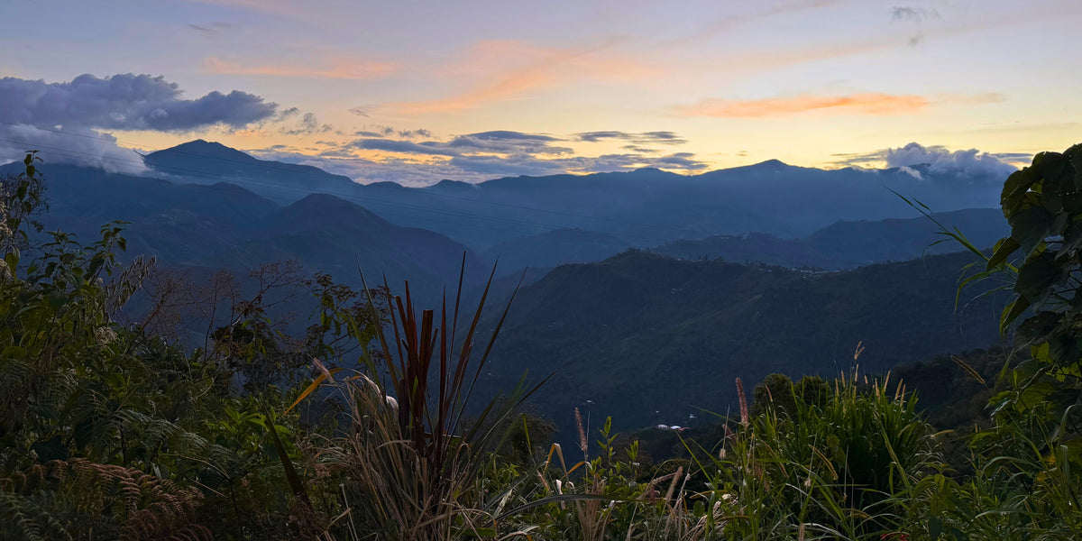 Sunrise over mountains near a Peruvian coffee farm with silhouetted foreground plants and layered blue ridges