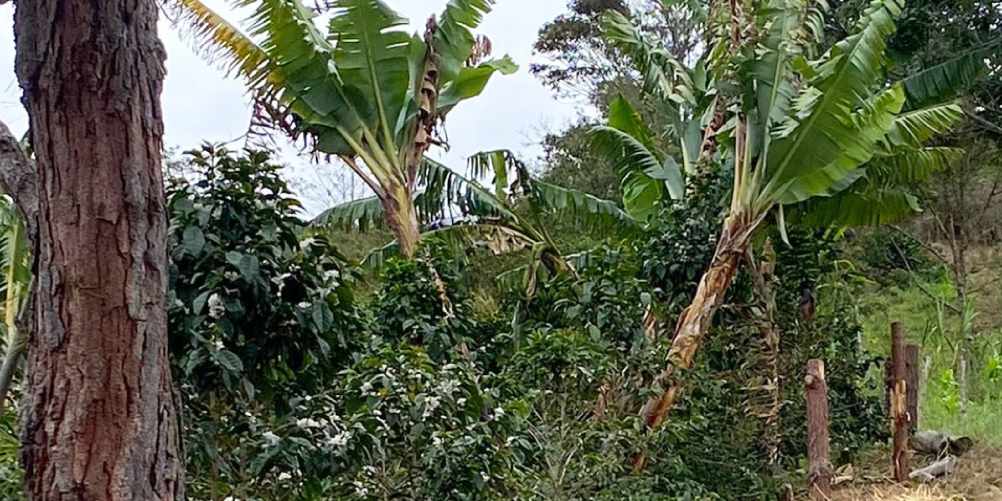 Coffee plants growing among banana trees in a lush farm in Inzá, Cauca
