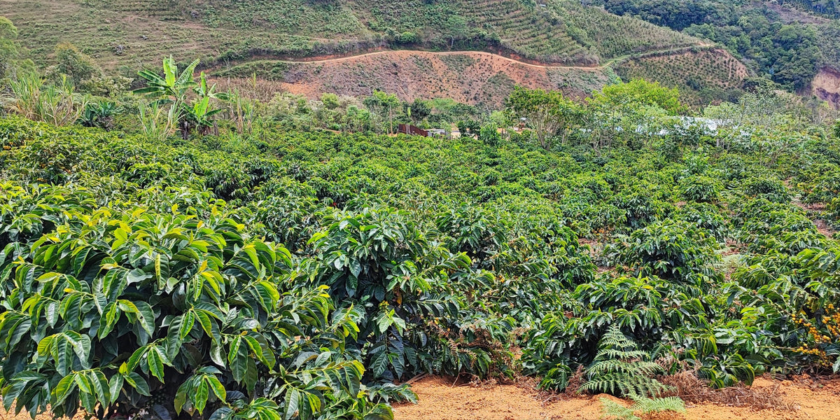 Coffee plants growing on a hillside in Peru’s Cajamarca region