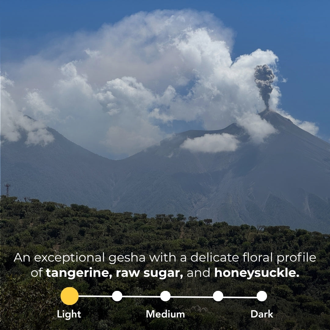 Acatenango volcano landscape with text describing Santa Elisa Gesha as a light roast with tangerine, raw sugar, and honeysuckle