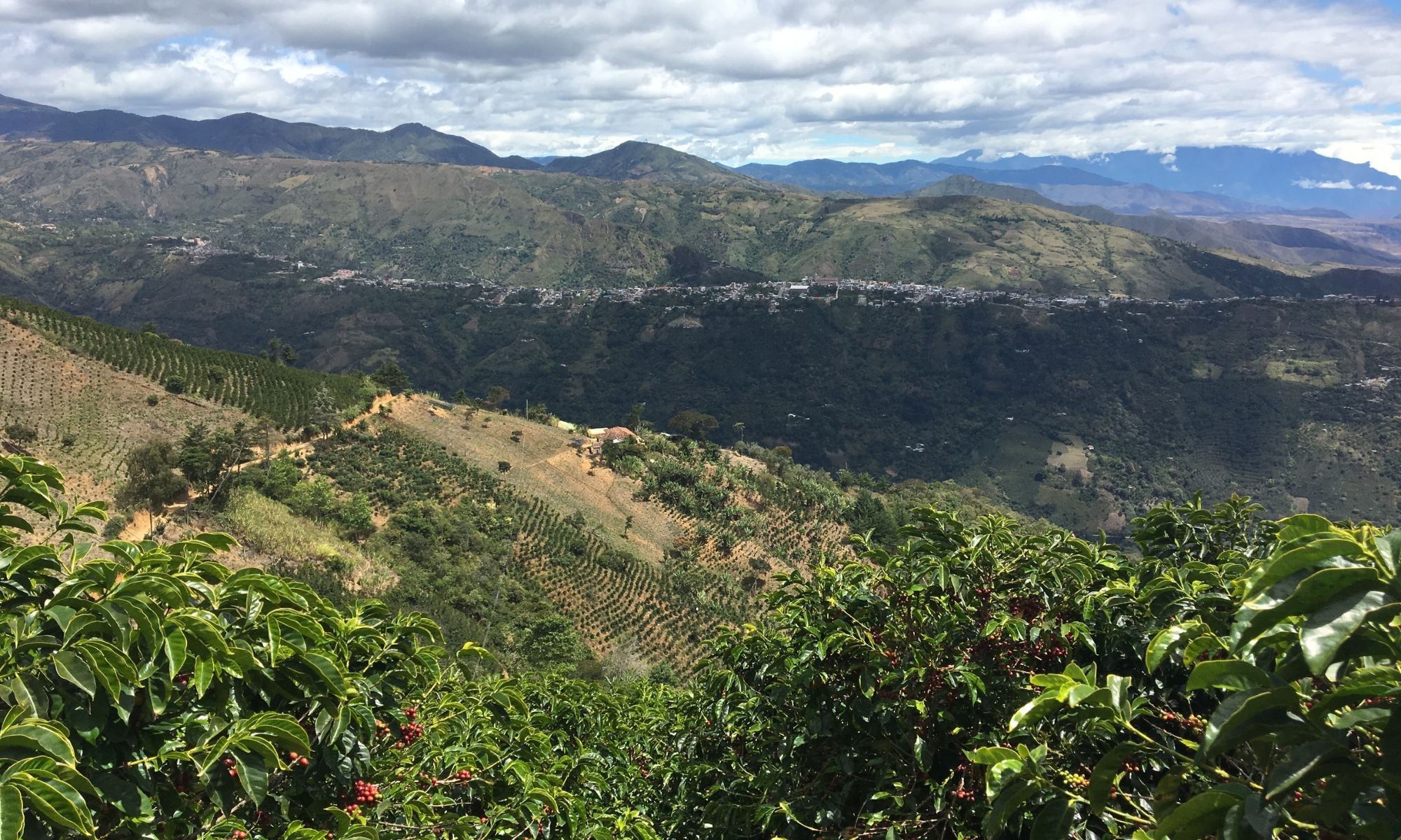 Coffee plants growing on a hillside overlooking the mountains of Acevedo, Huila, Colombia